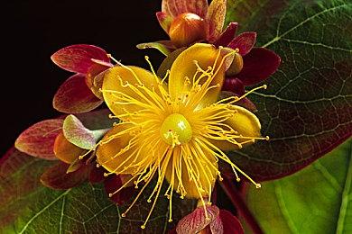 《42中队：星际公民》单机模式已开发完成 优化、润色阶段